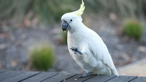 可以養的鳥|12 種最友善的寵物鳥類：初學者的最佳夥伴！